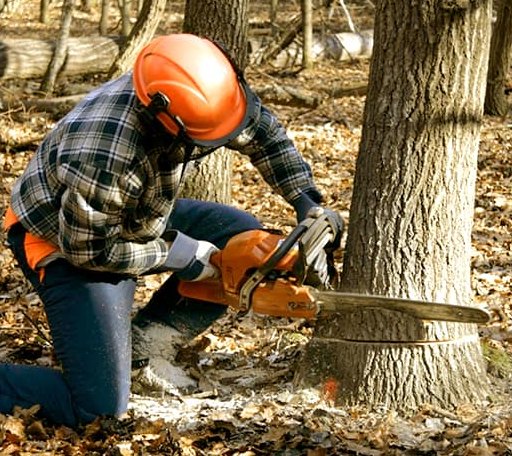 Tree Removal in New Lenox, IL